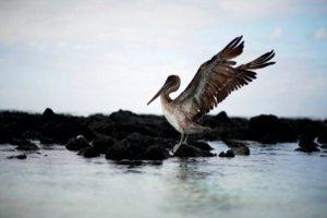 Pelican landing